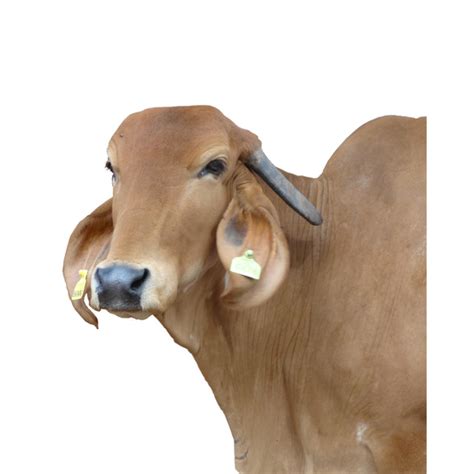 SNPP - Shree Nasik Panchvati Panjrapole Certified Organic Cow Ghee ...