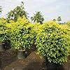 Ficus Benjamina Golden Color Sapling Golden Ficus Live Plant Decorative ...