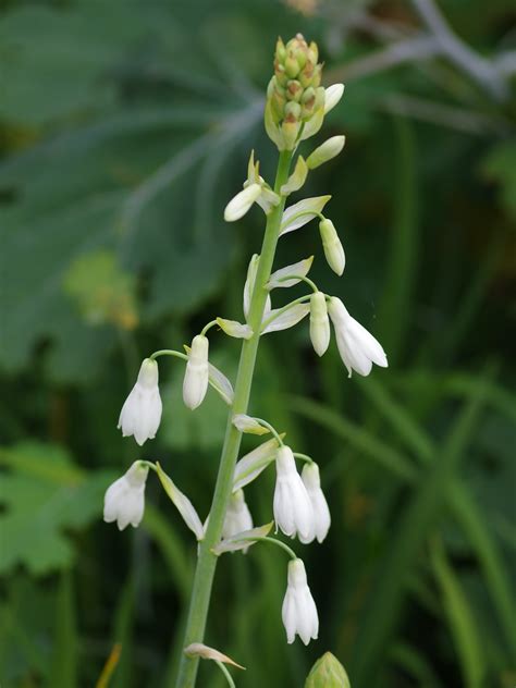 Galtonia > Galtonia Candicans - The Beth Chatto Gardens