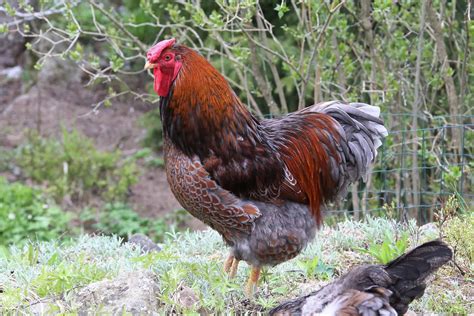 The 20 Best Chicken Breeds for Meat