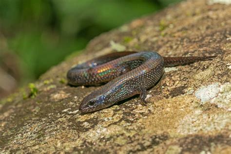 The Monsoon Stars Of The Western Ghats | Nature inFocus