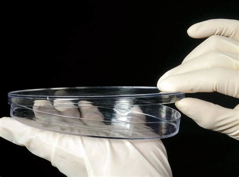 Petri Dishes, 150 X 15mm Petri Dishes with Vented Lid, Sterile - Petri ...