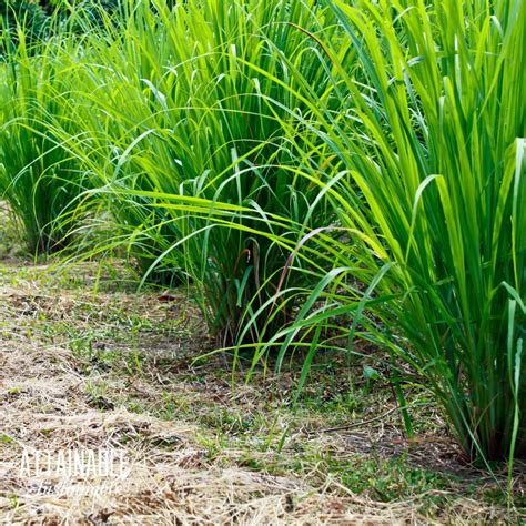 How to Grow Lemongrass (in the Garden and in Containers)