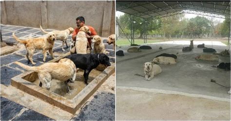 This Woman Is Urging Everyone To Adopt Ex-Army Dogs Who Are Abandoned ...