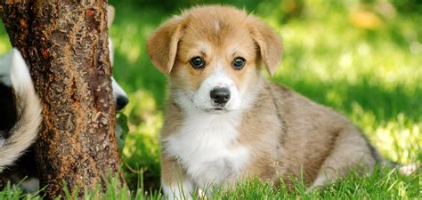 Image result for Basic HTML Templte
