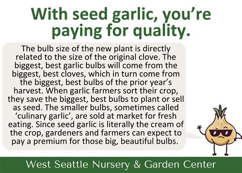 A Guide to Growing Garlic: From Bulb to Bounty — West Seattle Nursery