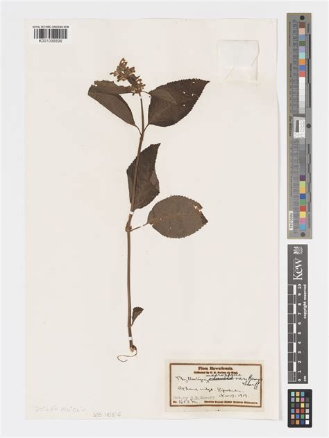 Phyllostegia macrophylla (Gaudich.) Benth. | Plants of the World Online ...