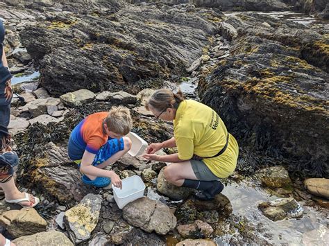 Rockpool Safari, Wembury Marine Centre, 4 August 2024 | AllEvents