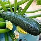 Zucchini Squash Green Vegetable Seeds : Amazon.in: Garden & Outdoors
