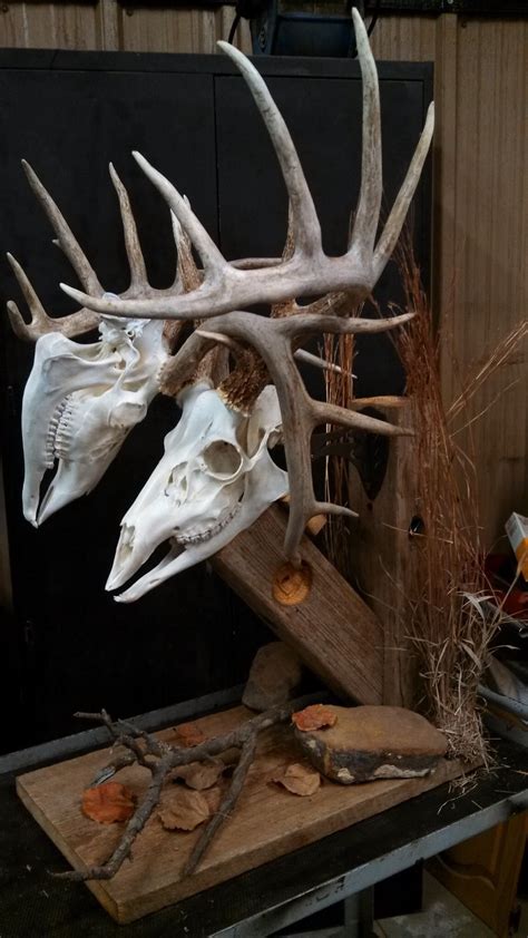 Whitetail. | Deer hunting decor, Deer skull mount, Deer mounts