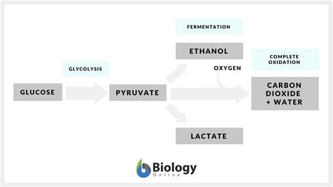 What Is Fermentation In Biology Simple Definition at Kenneth Sumner blog
