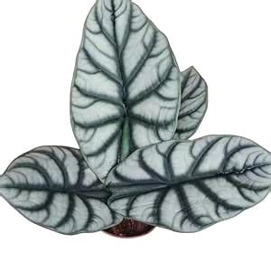 Creative Farmer Alocasia Baginda Silver Dragon, Imported Rarest Live ...
