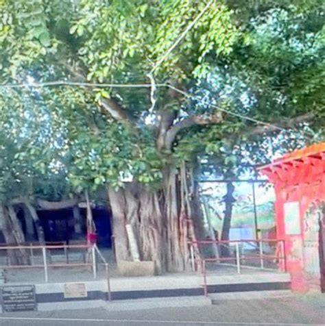 Bhandirvan: Sacred Forest of Radha Krishna Divine Union