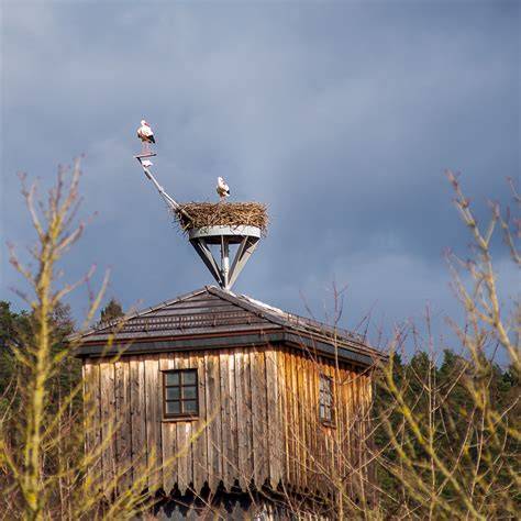 Webcams for Wildlife and Nature - One Click Nature