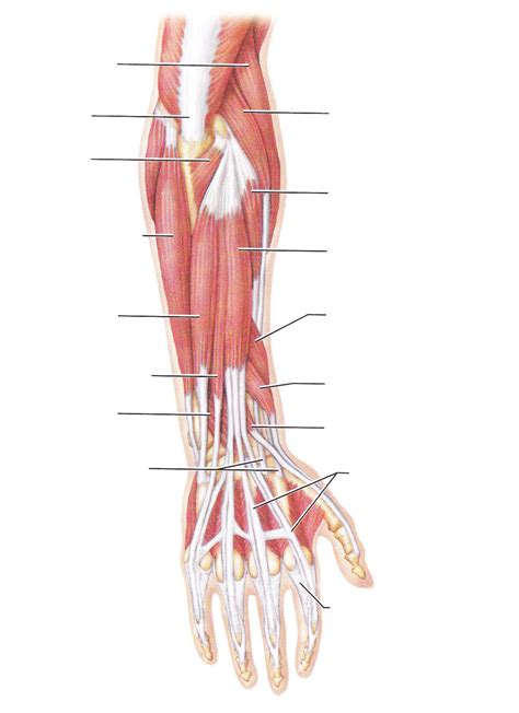 Muscle Diagram Amazoncom