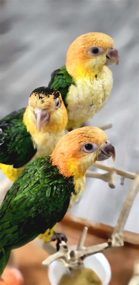 White Bellied Caique