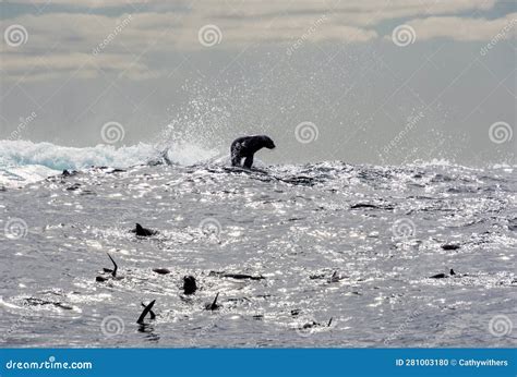 Cape Fur Seals stock photo. Image of nature, african - 281003180