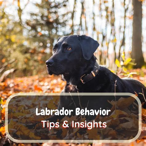 Behavior Of Labrador Dog