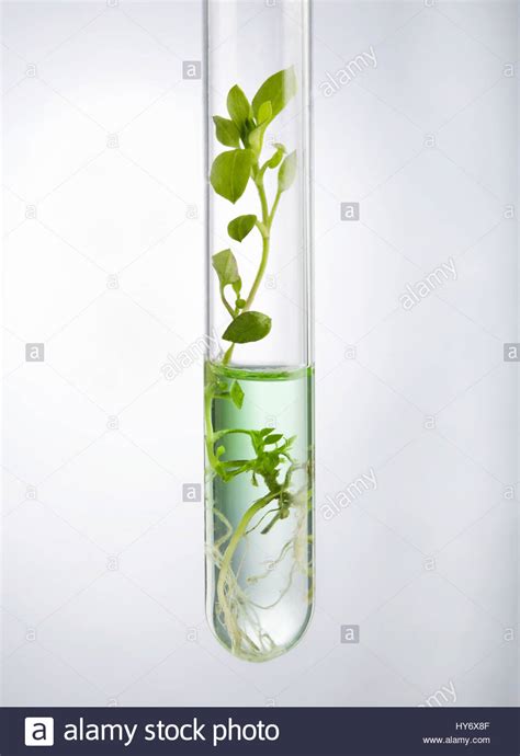 Biotechnology Tree 的图像结果