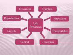 Life Processes: Nutrition and Metabolism - Science Class 10 PDF Download