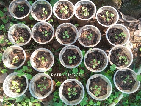 FLORAL DIP EXPERIMENT ON CARDAMINE, TO STUDY GENETIC ENGINEERING ...