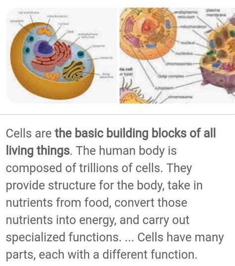 What are cells??????? - Brainly.in