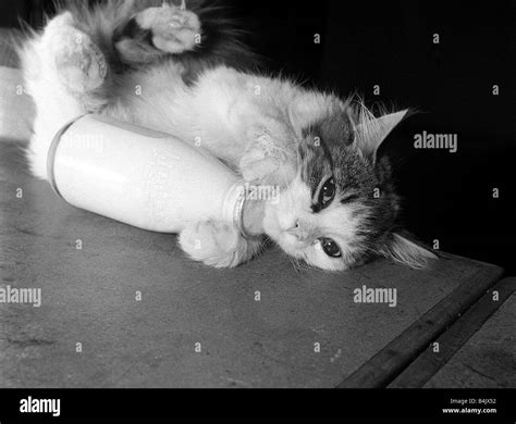 Five month old kitten hi-res stock photography and images - Alamy