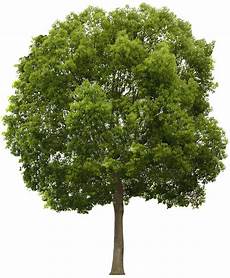 Transparent Background High Resolution Tree Png by Tree Png Image Purepng Free Transparent Cc0 Png Image Transparent Background High Resolution Tree Png