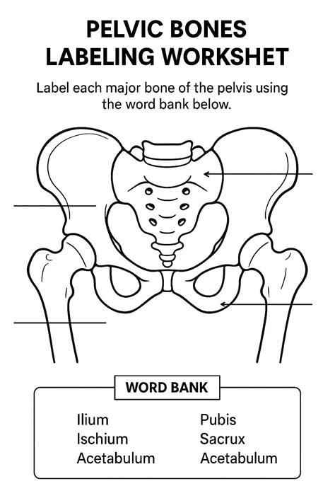 Skeletal System Worksheets - Free Image & PDF Printables