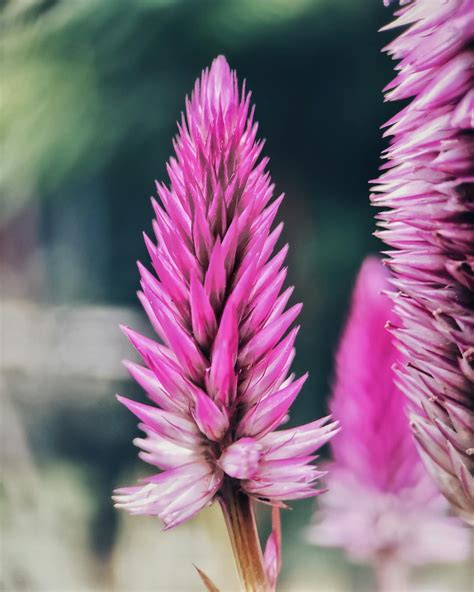 Perennial Celosia Plant Photos, Download The BEST Free Perennial ...