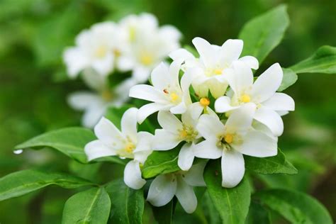 Jasmine Flowers: Their Meaning and Symbolism Through History - Petal Republic