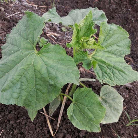 How To Plant Cucumbers From Seed - The Best Way To Grow!
