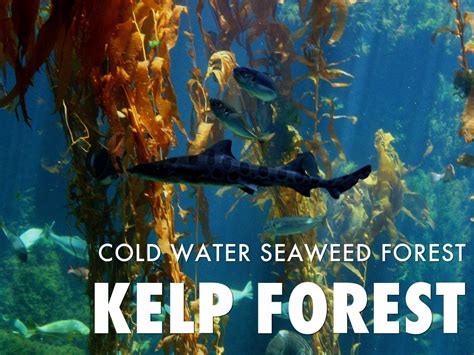 Marine Ecosystem by Cheryl Massengale