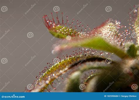 Drosera Capensis, Sundew Plant on Background Stock Photo - Image of ...