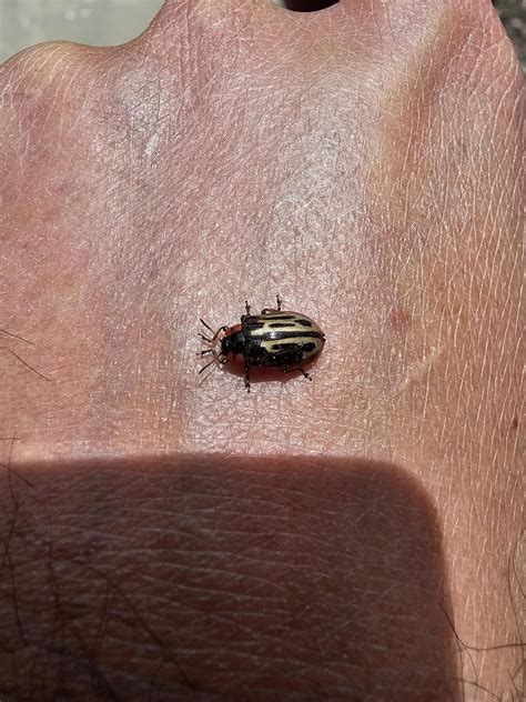 Central New Mexico ID Request : r/whatsthisbug