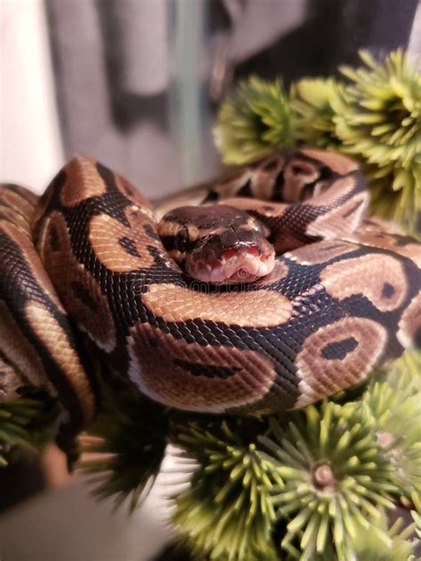 Image result for Pet Snake Ball Python