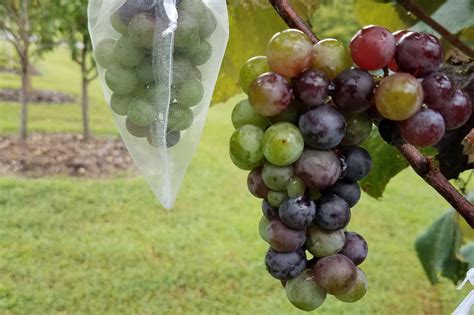 Seedless Concord Grapes