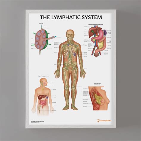 Lymphatic System Anatomy Poster | Lymph Node & Organ Chart – AnatomyStuff