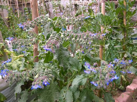 Borage Companion Herbs at Rose Thyer blog