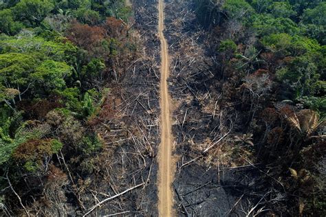 Amazon Rainforest Deforestation Before And After