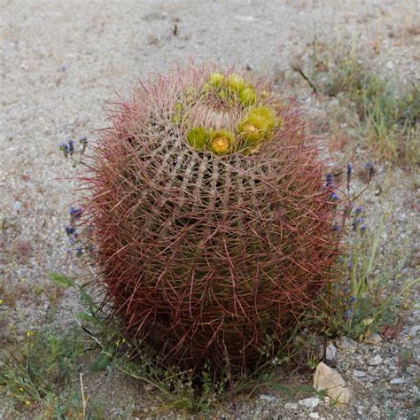 Ferocactus Acanthodes ssp. Lecontei Cactus Plant