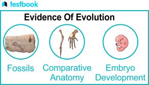Computer Simulation Evidence of Evolution 的图像结果