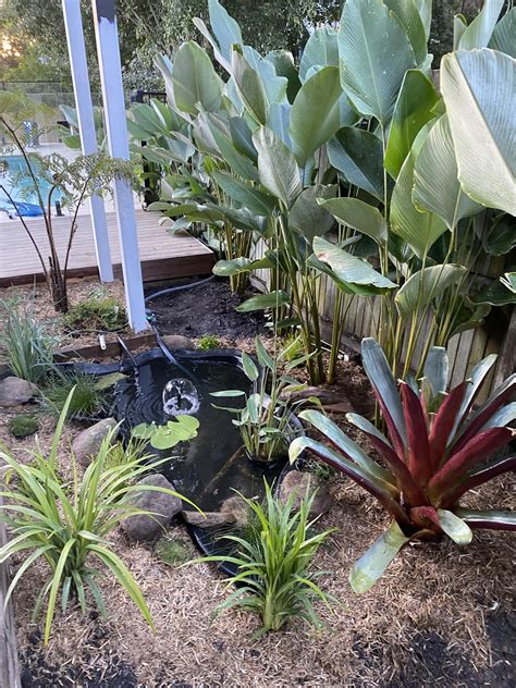 Our frog pond coming together- Brisbane Australia : r/ponds