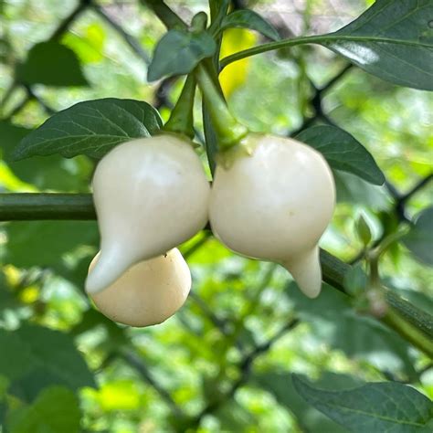 White Pepper Plant