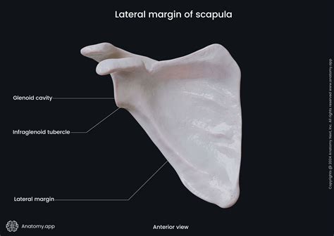Superior Angle Of Scapula: Scapula Superior And Inferior – REMOEQ
