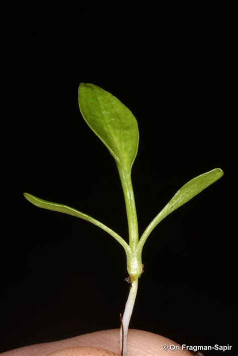 Eryngium pusillum L. | Plants of the World Online | Kew Science