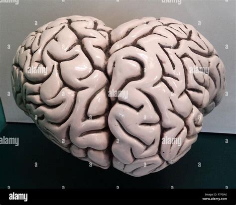 Whale Brain Image