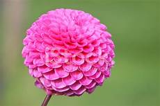 fiore a palla pink pompon dahlia flower dahlias flowering in fiore a palla pink pompon dahlia flower dahlias flowering in