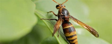 胡蜂和马蜂有什么区别 胡蜂和马蜂的区别_知秀网