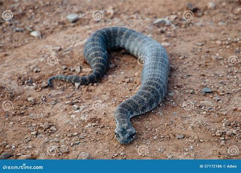 Death Adder Snake - Australia Stock Photo - Image of venom, snake: 37172186
